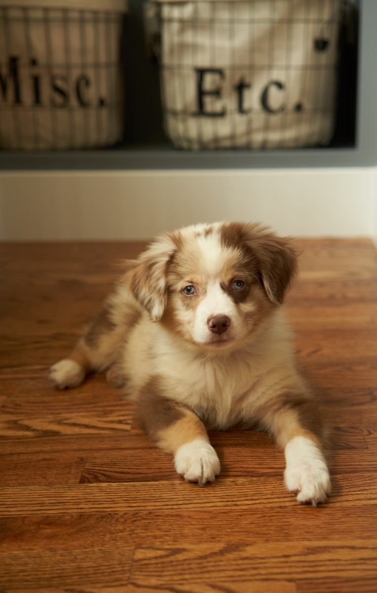 white and brown long coat small dog on brown wooden floor