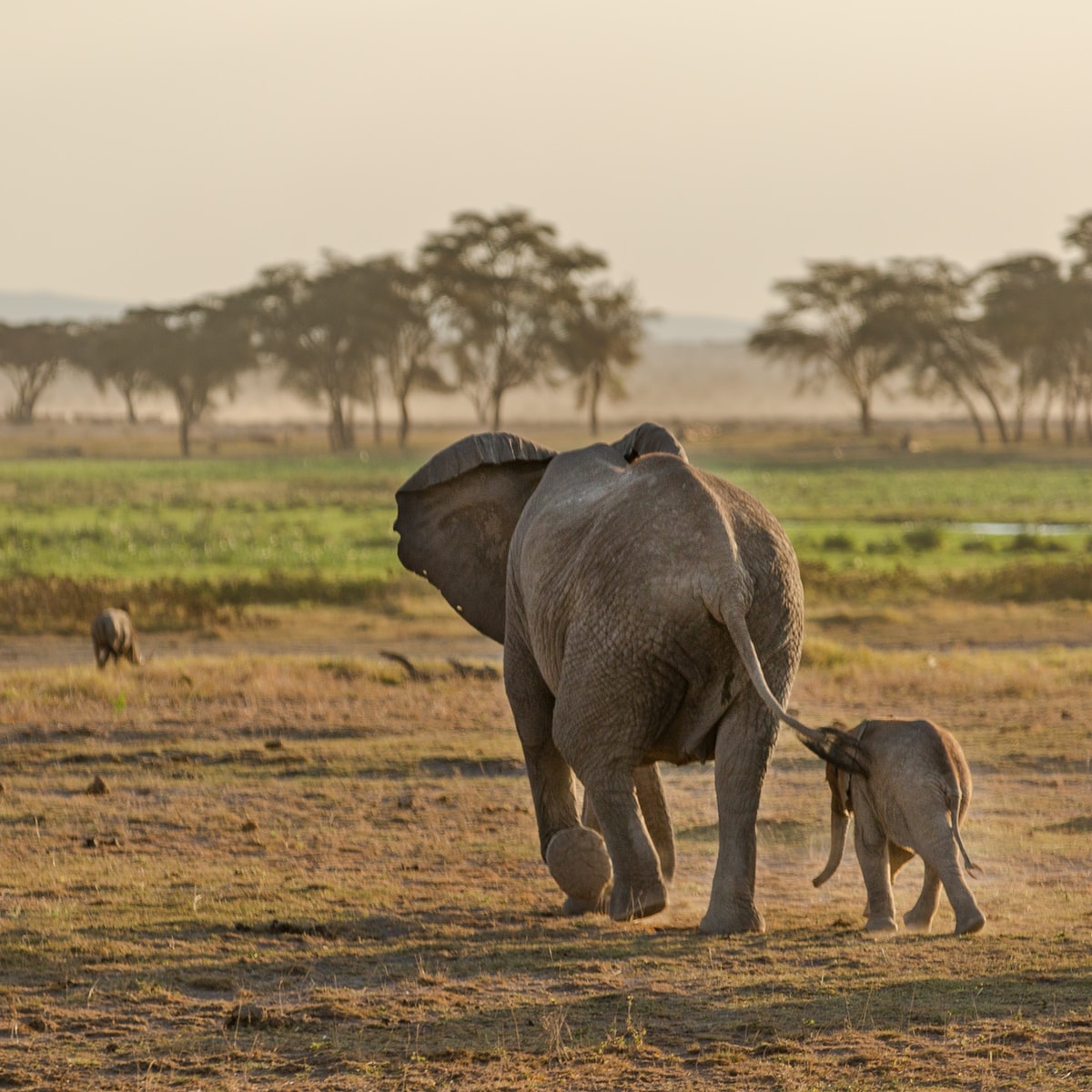 two gray elephants walking on open field